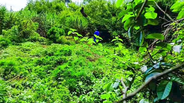 Though Maphalaleni Inkhundla is known largely as a maize crop baskets, it is also an open secret that several homesteads cultivate dagga for income purposes. (Pic: Internet)